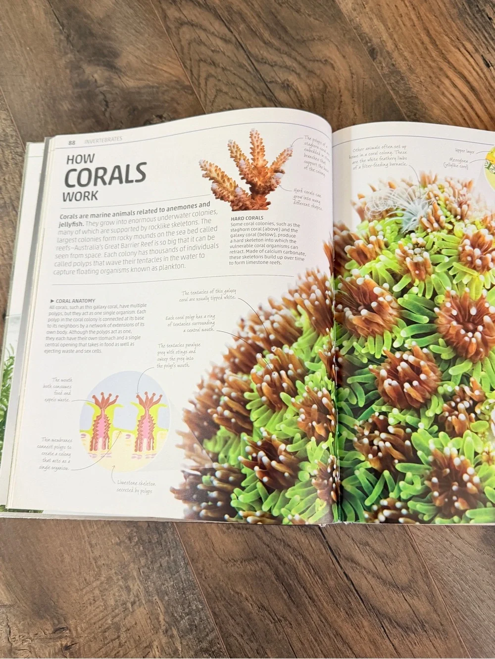 Smithsonian Explanatorium of Nature Illustrated Science Nature Book hardcover